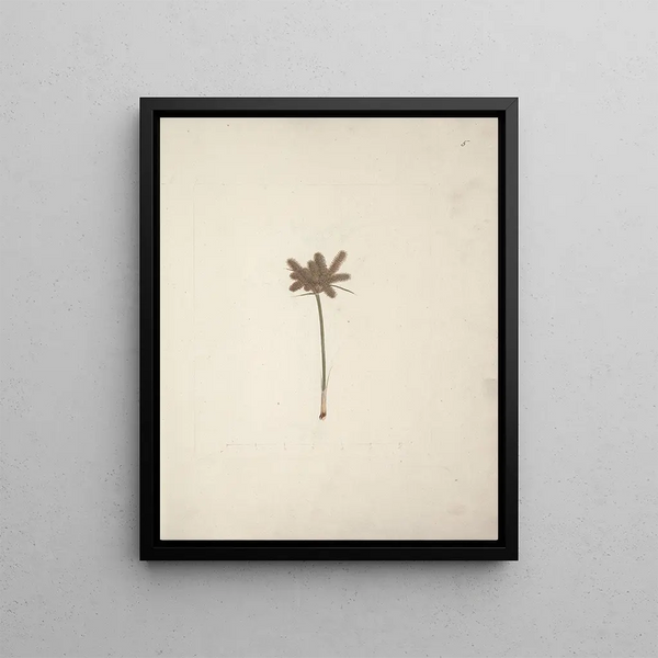 Mariscus cyperoides L. O. Kuntze - Luigi Balugani — framed artwork on a wall