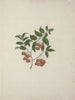 Maytenus arguta Loes. N. Robson - Luigi Balugani — artwork view