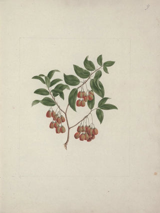 Luigi Balugani - Maytenus arguta Loes N Robson.webp