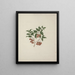 Maytenus arguta Loes. N. Robson - Luigi Balugani — framed artwork on a wall