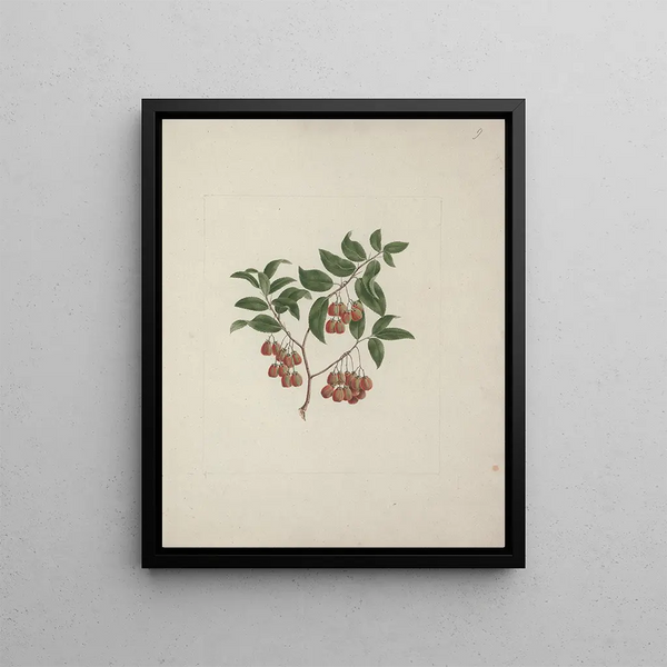 Maytenus arguta Loes. N. Robson - Luigi Balugani — framed artwork on a wall