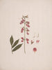 Millettia ferruginea Hochst. Baker - Luigi Balugani — artwork view