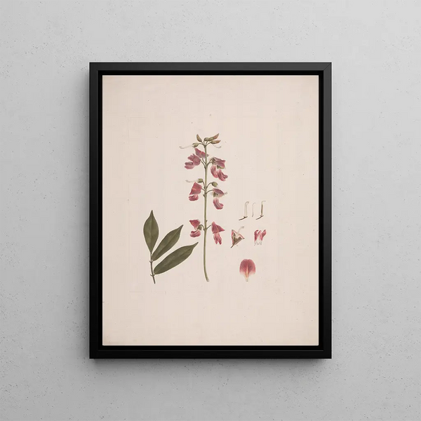 Millettia ferruginea Hochst. Baker - Luigi Balugani — framed artwork on a wall