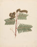 Mimosa paresseux - Luigi Balugani — artwork view