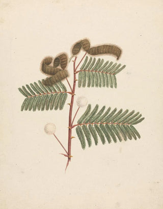 Luigi Balugani - Mimosa pigra.webp