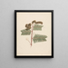 Mimosa paresseux - Luigi Balugani — framed artwork on a wall
