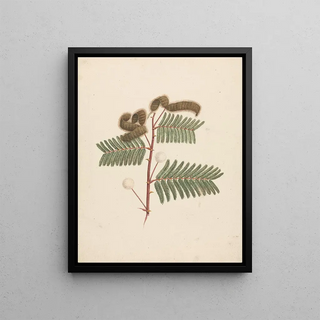 Luigi Balugani - Mimosa pigra.webp