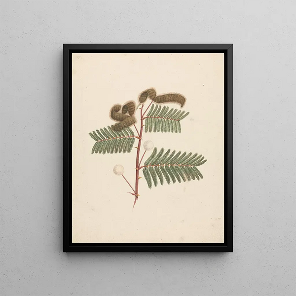 Mimosa paresseux - Luigi Balugani — framed artwork on a wall