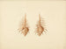 Murex pecten - Luigi Balugani — artwork view
