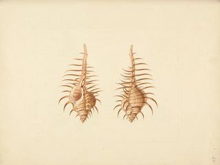 Murex pecten - Luigi Balugani — artwork view
