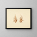 Murex pecten - Luigi Balugani — framed artwork on a wall