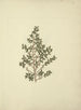 Myrsine africana L. - Luigi Balugani — artwork view