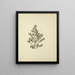 Myrsine africana L. - Luigi Balugani — framed artwork on a wall