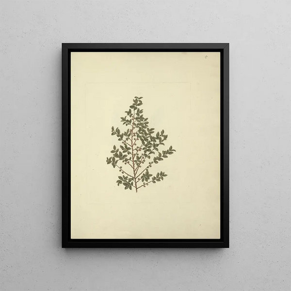 Myrsine africana L. - Luigi Balugani — framed artwork on a wall