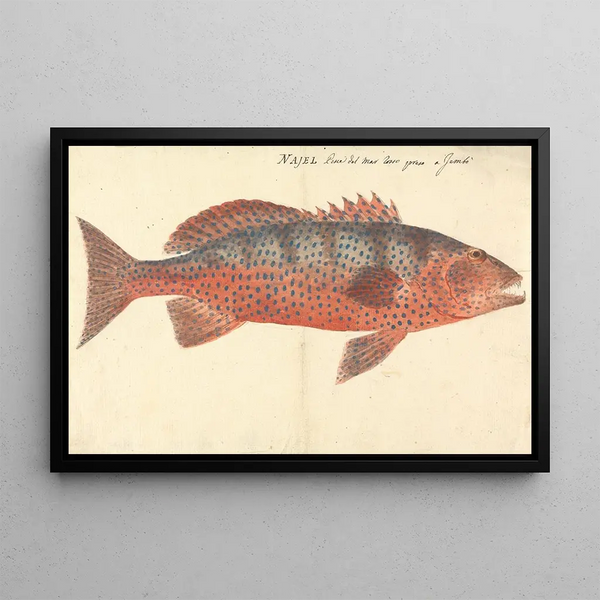 Najel - Luigi Balugani — framed artwork on a wall
