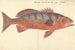 Najel - Luigi Balugani — artwork view