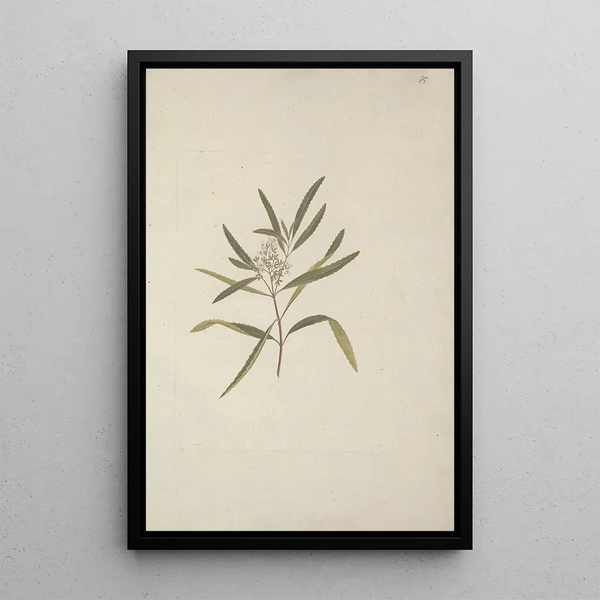Nuxia oppositifolia Hochst Benth - Luigi Balugani — framed artwork on a wall