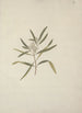 Nuxia oppositifolia Hochst Benth - Luigi Balugani — artwork view