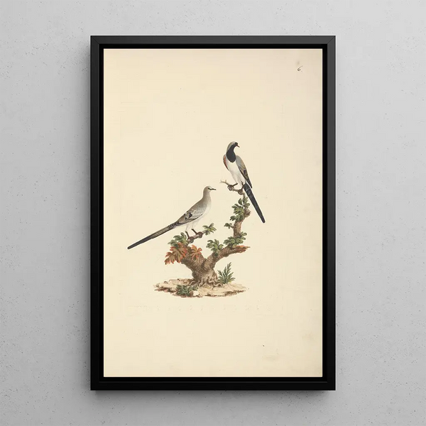 Oena capensis - Luigi Balugani — framed artwork on a wall