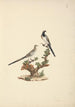 Oena capensis - Luigi Balugani — artwork view