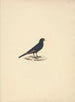 Onychognathus albirostris - Luigi Balugani — artwork view