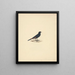 Onychognathus albirostris - Luigi Balugani — framed artwork on a wall