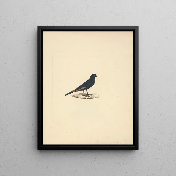 Onychognathus albirostris - Luigi Balugani — framed artwork on a wall