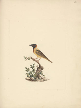 Luigi Balugani - Oriolus monacha.webp