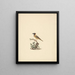 Nun oriolus - Luigi Balugani — framed artwork on a wall