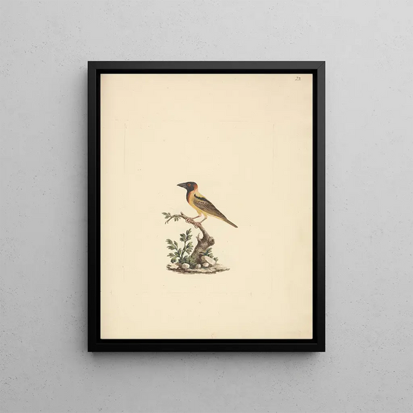 Nun oriolus - Luigi Balugani — framed artwork on a wall