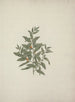 Osyris lancéolé A. D. C. - Luigi Balugani — artwork view