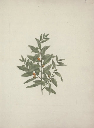 Luigi Balugani - Osyris lanceolate ADC.webp