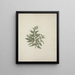 Osyris lancéolé A. D. C. - Luigi Balugani — framed artwork on a wall