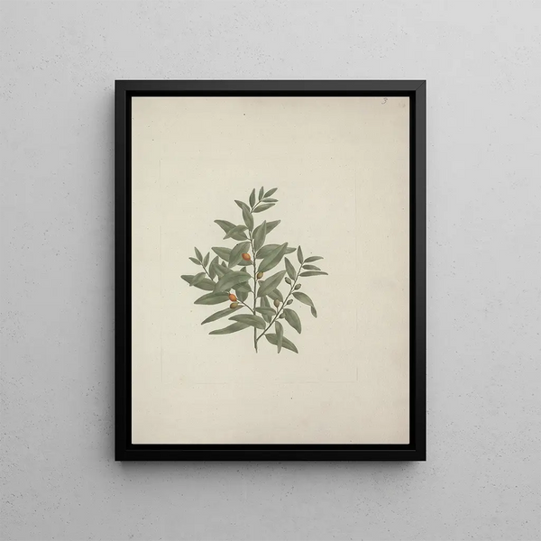 Osyris lancéolé A. D. C. - Luigi Balugani — framed artwork on a wall