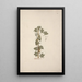 Peponium vogelii Engl - Luigi Balugani — framed artwork on a wall