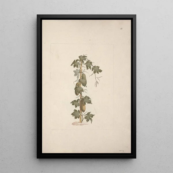 Peponium vogelii Engl - Luigi Balugani — framed artwork on a wall