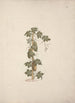 Peponium vogelii Engl - Luigi Balugani — artwork view