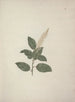 Phytolacca dodecandra L'Hérit - Luigi Balugani — artwork view
