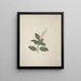 Phytolacca dodecandra L'Hérit - Luigi Balugani — framed artwork on a wall