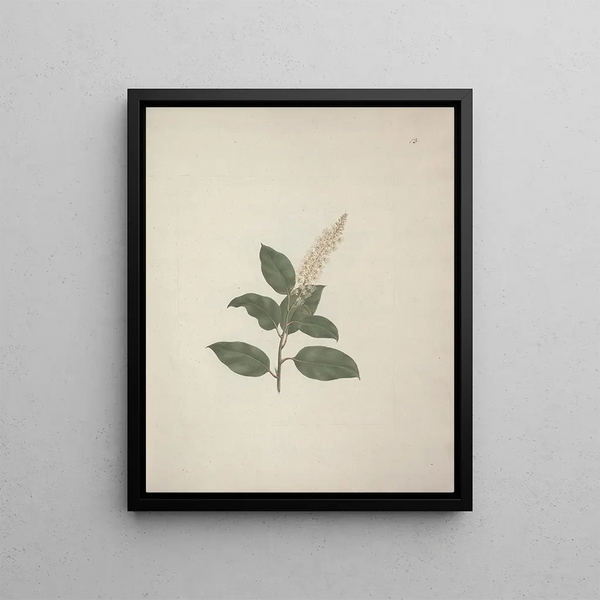 Phytolacca dodecandra L'Hérit - Luigi Balugani — framed artwork on a wall
