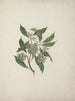 Pittosporum viridiflorum Sims - Luigi Balugani — artwork view