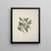 Pittosporum viridiflorum Sims - Luigi Balugani — framed artwork on a wall
