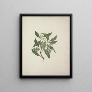 Luigi Balugani - Pittosporum viridiflorum Sims.webp