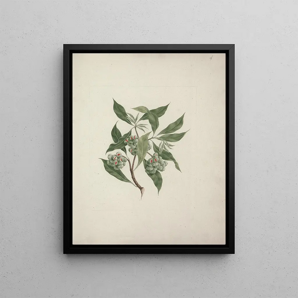 Pittosporum viridiflorum Sims - Luigi Balugani — framed artwork on a wall