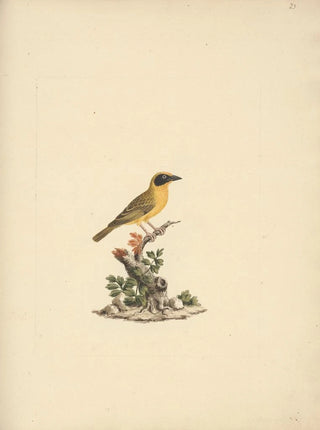 Luigi Balugani - Ploceus ocularis.webp