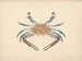 Portunus pelagicus - Luigi Balugani — artwork view