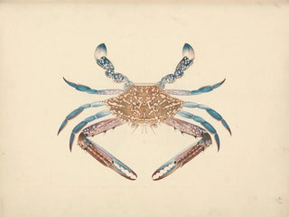 Portunus pelagicus - Luigi Balugani — artwork view