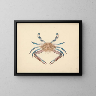 Portunus pelagicus - Luigi Balugani — framed artwork on a wall