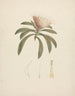 Protea gaguedi J. F. Gmel. - Luigi Balugani — artwork view