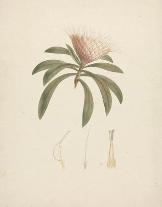 Luigi Balugani - Protea gaguedi JF Gmel.webp